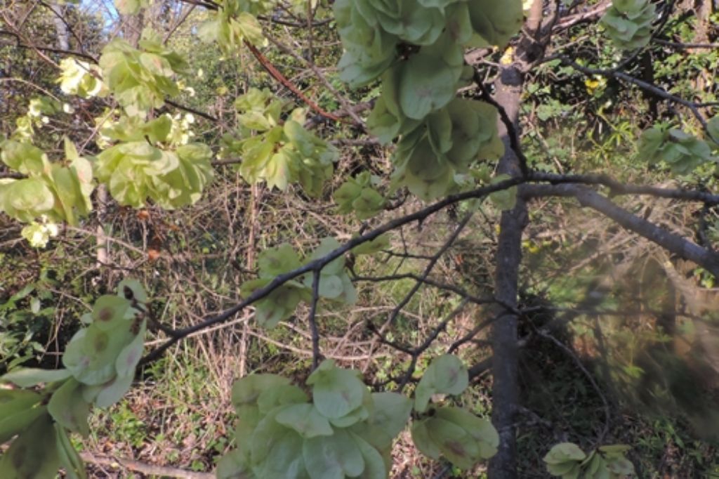 Albero da id.: Ulmus sp.